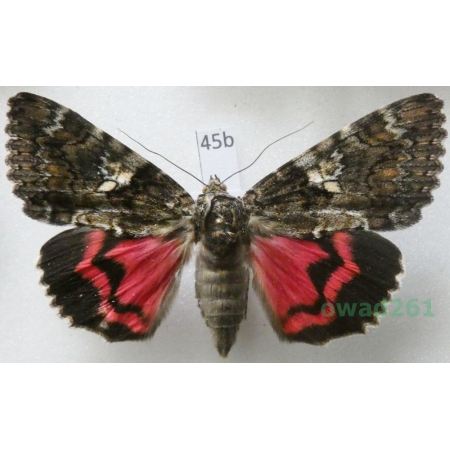 Catocala sponsa (Linnaeus, 1767) Czech45b